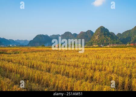 Vietnam, lang Son Provinz, Bac Son Tal, umgeben von einem Karstgebirge, geschnittenen und getrockneten Reisfeldern Stockfoto