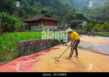 Vietnam, lang-Son-Provinz, Bac-Son-Tal, trocknendes Getreide Stockfoto