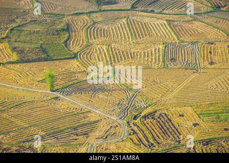 Vietnam, lang-Son-Provinz, Bac-Son-Tal, geschnittene und getrocknete Reisfelder Stockfoto