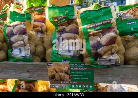 Säcke mit Maris Piper Pflanzkartoffeln zum Verkauf in einem Gartenzentrum in Norfolk. Stockfoto