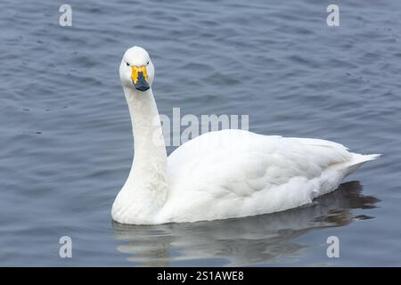 Singschwan, Cygnus cygnus, alleinerwachsener Schwimmer auf Wasser, Welney, Norfolk, England, Vereinigtes Königreich Stockfoto