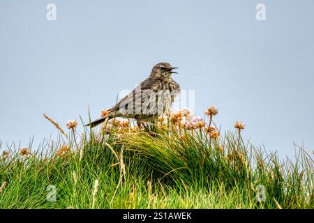 Ein Song-Thrush, Turdus philomelos, singt auf Klippen bei Yesnaby auf Orkney. Stockfoto