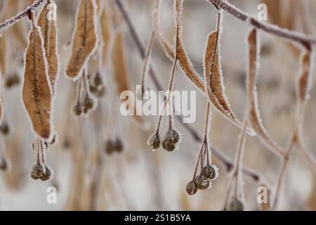 Frost auf den Blättern, kleine Laubkalk (Tilia) Stockfoto