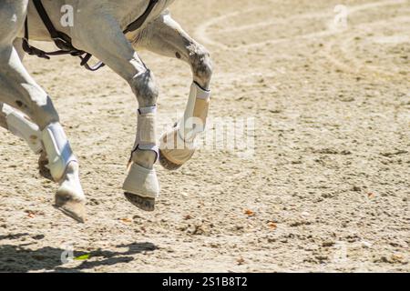 Detailansicht der Beine zweier reinrassiger Lusitano-weisser Pferde bei einem Reitwettbewerb Stockfoto