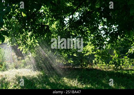 Sonnenlicht filtert durch üppig grüne Blätter und schafft eine ruhige und erfrischende Atmosphäre mit sichtbaren Wassertropfen im Licht, perfekt Stockfoto