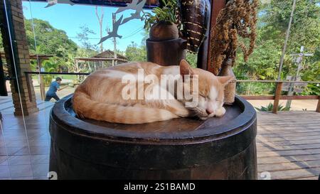 Eine friedliche Ingwer-weiße Katze schläft ruhig auf einem rustikalen Holzfass und genießt die Wärme eines ruhigen Nachmittags. Stockfoto