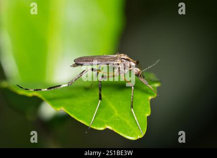 Mücke Psorophora howardii Insektenart West Nil Virus Ross River Fieber Zika Malaria. Stockfoto