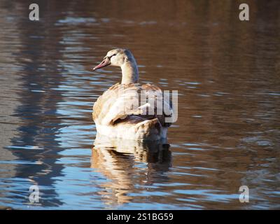 Ein junger stummer Schwan (Cygnus olor), von hinten gesehen, schwimmt an einem sonnigen Dezembertag auf dem Teich im Rheinaue-Park in Bonn Stockfoto