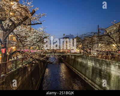 Sakura-Bäume entlang des Meguro-Flusses, Meguro, Tokio, Japan Stockfoto