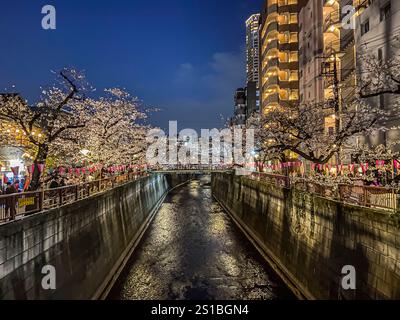 Sakura-Bäume entlang des Meguro-Flusses, Meguro, Tokio, Japan Stockfoto