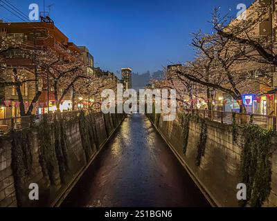 Sakura-Bäume entlang des Meguro-Flusses, Meguro, Tokio, Japan Stockfoto