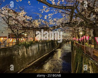 Sakura-Bäume entlang des Meguro-Flusses, Meguro, Tokio, Japan Stockfoto