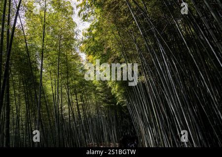 Arashiyama Bambuswald, Kyoto, Japan Stockfoto