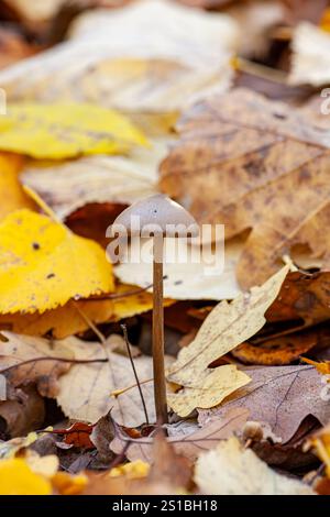 Pilze im Kiefernwald nach Sommerregen Stockfoto