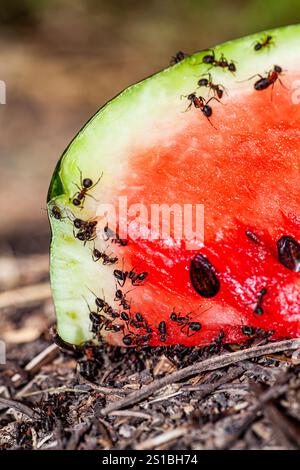 Eine Ameise auf einer Wassermelone. Selektiver Fokus. Stockfoto