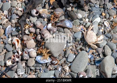 Ein Haufen Muscheln und Felsen am Strand. Die Muscheln sind über den Boden verstreut, und die Felsen stapeln sich im Hintergrund. Die Szene gibt o Stockfoto