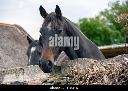 Zwei Pferde stehen nebeneinander, von denen eines in die Kamera schaut. Das andere Pferd legt sich hin. Die Szene steht vor einem Stein Wa Stockfoto