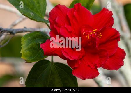 Rote Hibiskusblüte aus nächster Nähe Stockfoto