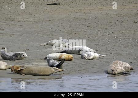Robben ruhen an einem sonnigen Strand, Nordsee, Fanoe, Nordjütland, Jütland, Dänemark, Europa Stockfoto