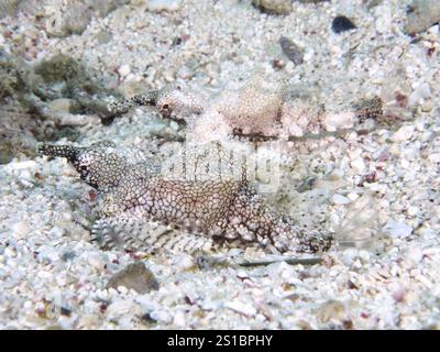 Zwei getarnte Fische, Zwergflügelfische (Eurypegasus draconis), liegen Seite an Seite auf dem Sandboden und mischen sich in ihre Umgebung, Tauchplatz Stockfoto