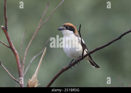 Rothaariger Shrike, Lanius Senator Stockfoto