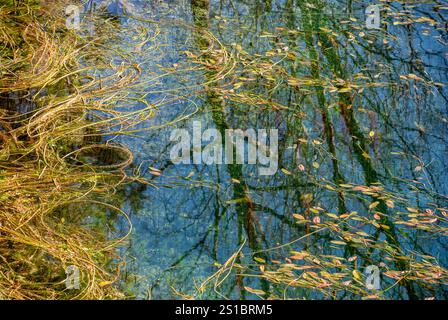Abion River Source. Naturdenkmal La Fuentona. Muriel de la Fuente. Provinz Soria. Castilla y Leon. Spanien. Stockfoto