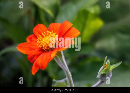 Mexikanische Sonnenblume oder Ringelblume (Tithonia diversifolia) Stockfoto