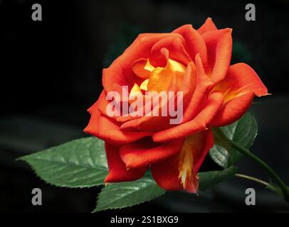 Orange und gelbe Gartenrosenblume Stockfoto