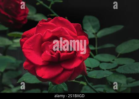 Wunderschöne rote Rosenblume - Gartenrose Stockfoto