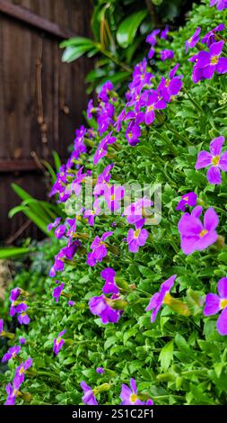 Blüten der purpurnen Kresse Aubrieta deltoidea. Stockfoto