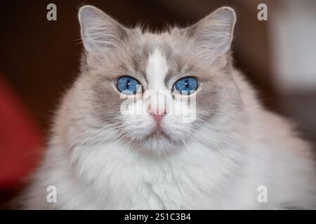 Nahaufnahme des Gesichts einer Ragdoll-Katze mit auffälligen blauen Augen, weißem und grauem Fell und rosa Nase Stockfoto
