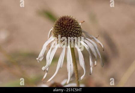 Nahaufnahme einer Blasslila Sonnenhutpflanze, Echinacea pallida, die im Royal Botanic Garden im Frühling in Madrid, Spanien, blüht. Stockfoto