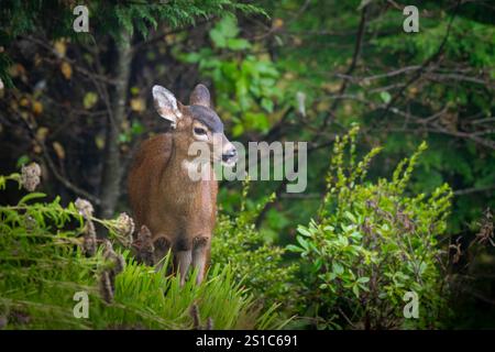 Ein Schwarzwedelhirsch (Odocoileus hemionus columbianus) lebt in den Wäldern von Waldport, Oregon, USA Stockfoto
