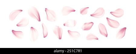 Realistische rosa Kirschblüten Blumen Blütenblatt Set isoliert auf weißem Hintergrund. Vektorabbildung Stock Vektor