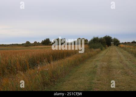 Natürliche Hochgrasprärie in herbstlicher Pracht Stockfoto