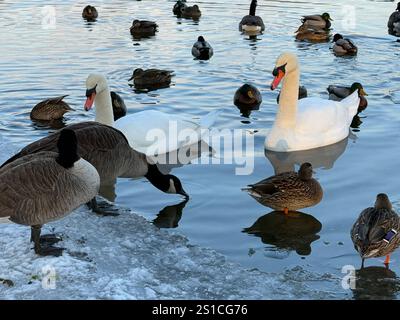 Gänse, Enten, Schwäne, die im Winter im Prospect Park, Brooklyn, New York, am Ufer des Sees schwimmen. Stockfoto