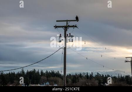 WA28068-00... WASHINGTON - Monarch des Posts - ein Weißkopfseeadler, der auf einem Pol thront und über die Padilla Bay wacht. Stockfoto