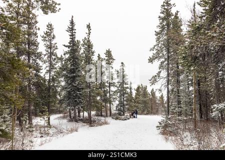 Kiefern stehen im Winter in Alberta, Kanada, auf schneebedecktem Boden in einer natürlichen Waldlandschaft Stockfoto