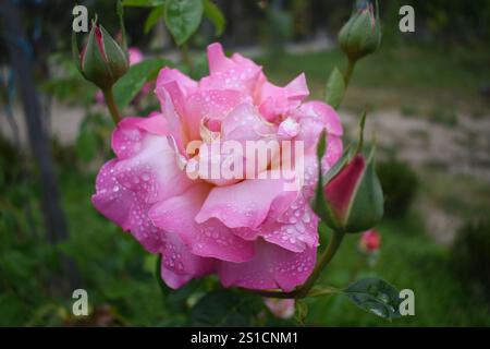 Rosa und weiße Rose mit Rosenknospen bedeckt mit Regentropfen in einem Garten Stockfoto