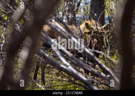 An einem Frühlingstag in Anchorage, Alaska, scheint die Sonne auf Elchen in den Bäumen von Potter Marsh. Stockfoto