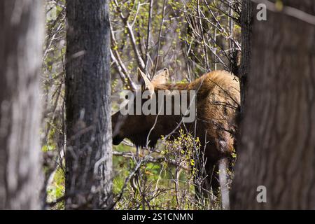 Die Seite eines Moos in den Bäumen von Potter Marsh an einem Frühlingstag in Anchorage, Alaska. Stockfoto