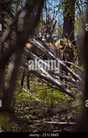Elche durch die Bäume an einem Frühlingstag im Potter Marsh in Anchorage, Alaska. Stockfoto