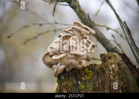 Austernpilze, auch bekannt als pleurotus ostreatus, gedeihen auf einem verfallenen Baumstamm in einer natürlichen Waldlandschaft und schaffen eine fesselnde Darstellung von Stockfoto