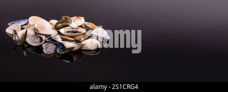 Verschiedene Muscheln, darunter glatte und strukturierte Arten, sind künstlerisch auf einer reflektierenden schwarzen Oberfläche angeordnet und zeigen ihre natürliche Schönheit Stockfoto