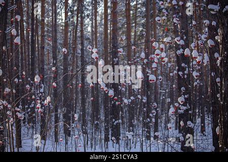 Ein ruhiger Winterwald mit hohen Kiefern, die im Schnee verstaubt sind. Rote vogelbeeren hängen an zarten Zweigen, bedeckt mit weißem Schnee. Sonnenlichtfilter Th Stockfoto