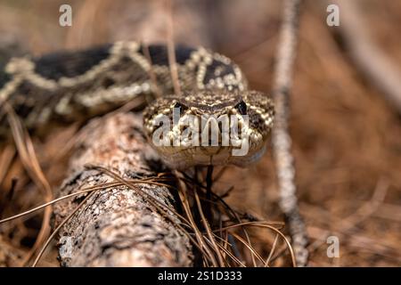 Von Angesicht zu Angesicht mit einer Eastern Diamondback Rattlesschlange (Crotalus adamanteus), Nahaufnahme auf dem Kopf, der der Kamera zugewandt ist. Fantastische Ansicht des maßstäblichen Musters. Stockfoto