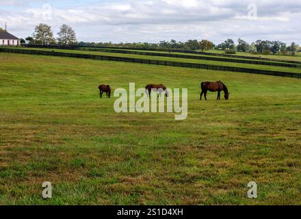 Pferde, die friedlich auf einer großen, grünen Weide inmitten von Zäunen und Bäumen weiden und die ruhige und natürliche Landschaft von Kentucky einfangen. Stockfoto