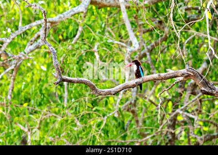 Ein eisvogel im Yala-Nationalpark Sri Lankas Stockfoto