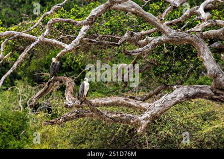 Ein weißer Seeadler im Yala-Nationalpark in Sri Lanka Stockfoto