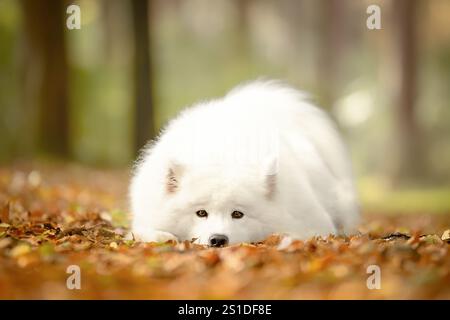 Flauschiger weißer Hund, der auf Herbstlaub in einem ruhigen Wald ruht. Stockfoto